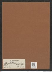 Amphitetras inconspicua (Grev.) De-Toni (de-Toni-Nr.: Genus 137, Species 3627) Zeichnungen Sammlung Grunow Mappe 03773 (Herbarium_W_Grunow_drawings_Folder_03773)